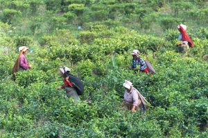 Agricultural Value Chain Development